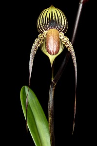 Paphiopedilum Wssner Black Wings Proton AM/AOS 88 pts.